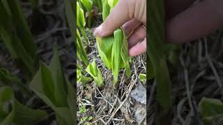 Hostas are edible and delicious gardening gardentips growyourownfood gardener gardenideas [upl. by Avlem]