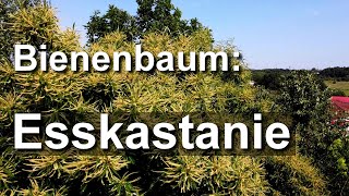 Bienenbaum im Juli Esskastanie und Trompetenbaum  wunderschöne Blühbäume in Mielkendorf [upl. by Eeral]