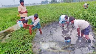 Mattagudisa Fish catching in Dirty Pit  Fishing videos  Fish Hunting Fishing [upl. by Siladnerb]