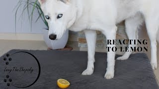 Dog Reacting to Lemons [upl. by Ulrica]