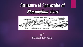 Structure of sporozoite of Plasmodium vivax by Sonali Tayade [upl. by Aleekahs]