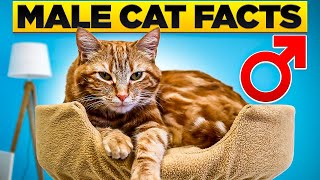 10 Surprising Facts about Male Cats [upl. by Gnuhn]