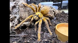 Pterinochilus murinus OBT  Orange Bitey Thing rehouse and care of a LARGE OBT [upl. by Arimas]