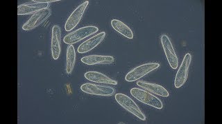 Paramecium caudatum [upl. by Robaina684]