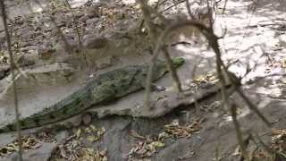 Gambie lac aux crocodiles de Kachikally  Gambia Lake Kachikally Crocodile [upl. by Zaremski]