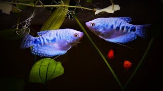 Opaline Blue Gourami Care amp Tank Set up Guide [upl. by Enitsirt240]