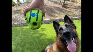 German Shepherd destroys Wobble Wag Giggle Ball [upl. by O'Donovan515]