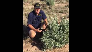 Anameka Saltbush Intro [upl. by Curtice]