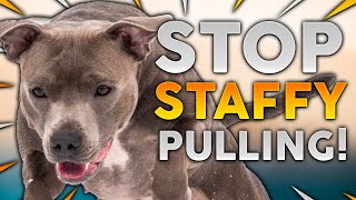 STAFFORDSHIRE BULL TERRIER TRAINING How To Stop Your Staffy From Pulling On Walks [upl. by Eelram615]