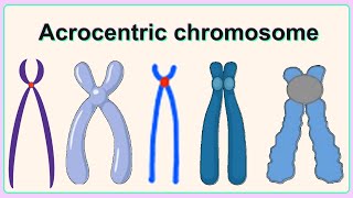 acrocentric chromosome [upl. by Thor]