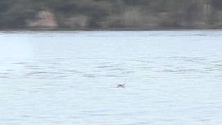 Fish catches bird in flight [upl. by Gusty]