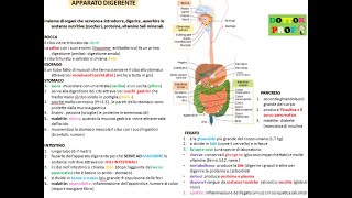 🍏 APPARATO DIGERENTE semplice con video immagini e schemi [upl. by Maite]