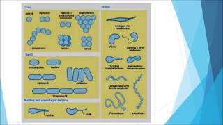 Microbiology Taxonomy [upl. by Rainer]