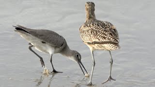 Willet steals Sand Crab from Curlew [upl. by Emearg]