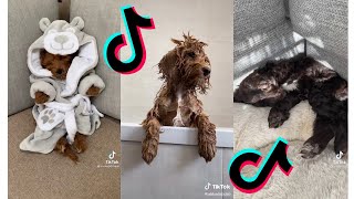 😂 Funny and Cute Cockapoo 😍 Dogs and Puppies Tiktok Compilation [upl. by Uriiah]