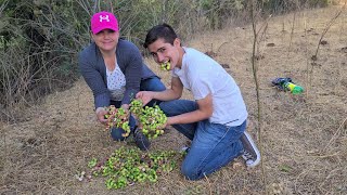 Vamonos a los guamuchiles [upl. by Pradeep952]