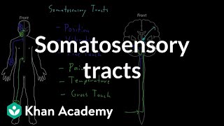 Somatosensory tracts  Organ Systems  MCAT  Khan Academy [upl. by Nahtiek]