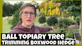 How to Make a Topiary Ball Tree Trimming up Nellie Stevens into Topiary Ball and Trimming Boxwoods [upl. by Akkahs]