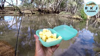 Using cheese to catch Murray Cod [upl. by Edveh]