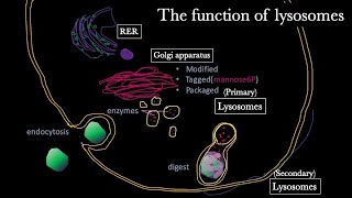 Lysosomes structure and function 【USMLE  Biochemistry】 [upl. by Blaseio]