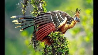 The Hoatzin [upl. by Leiad386]