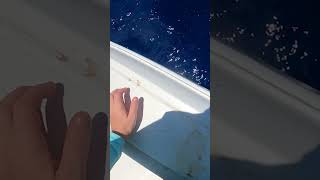 Hooking into GIANTS Using Cut Bait on the Ledge fishing bigfish fishingvideo fish [upl. by Odysseus]