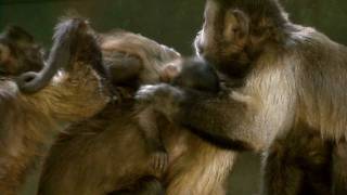 Capuchin Monkey Babies at Living Links [upl. by Marlee]