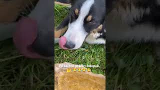 A ptáčci mají smůlu Agy Agy 😂😂😂 agybordercollie NaVerande [upl. by Dinnie]