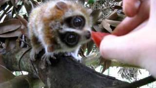 Cute baby pygmy loris eating watermelon [upl. by Alac]