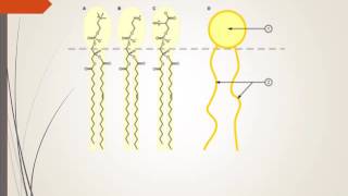 Structure simplifiée des lipides [upl. by Etnovad]