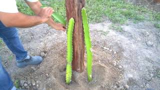 Tutorial plantando pitaya  Sitio Sawada TUTORIAL PLANTING DRAGON FRUIT [upl. by Amalita]