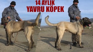 14 AYLIK YAVRU KÖPEĞİN BOYU 97 CM OLURMU  BU VİDEOYU İZLE  KURT BOĞAN ÇOBAN KÖPEKLERİ VE KANGALLAR [upl. by Shurwood]