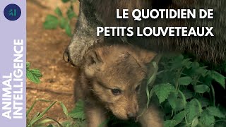 Comment les louveteaux sontils élevés par la meute  I IA [upl. by Adnert]