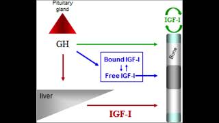 Growth Hormone amp IGF1 Release [upl. by Idrahs]