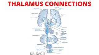 Thalamus Connections [upl. by Cleopatre]