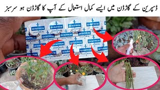 Top 5 Disprin secret use for garden  Amazing ruslt Disprin benifits [upl. by Pinebrook866]