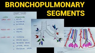 Classification of Bacteria Antibiotics  Lecture 1 [upl. by Anilatak]