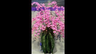 Фаленопсис Шиллериана Phalaenopsis schilleriana x sib  делюсь своими впечатлениями и опытом в уходе [upl. by Nicolette]