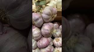 Way of Preserving Garlic Avoid Sprouting Headaches  leave the stalks drying lastlong shorts [upl. by Adnawt]