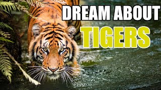 What does seeing a tiger in a dream mean [upl. by Eillah]