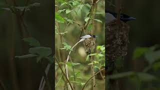 Asian Paradise Flycatcher shorts ytshorts paradiseflycatcher birds natgeo bbcearth [upl. by Ecinnahs]