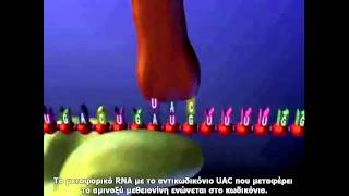 Μετάφραση RNA Video2 Ελληνικοί υπότιτλοι [upl. by Ynahirb]