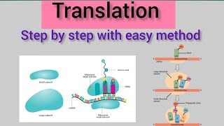 Translation of Protein Synthesis12BiologyMolecular Basis of Inheritance [upl. by Silvanus74]