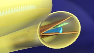 Immersive 3D Tour of the Cochlea  Basic Physiology of Hearing 3D Animated  Ear Physiology [upl. by Procora]