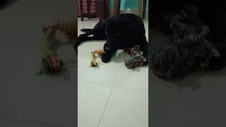 Cute Labrador Puppys Adorable Playtime with Toys and Treats 2024  Mini Vlog  dogparent [upl. by Doro]