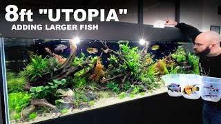 8ft Utopia Aquarium Adding Larger Fish To The Ecosystem [upl. by Kurzawa]