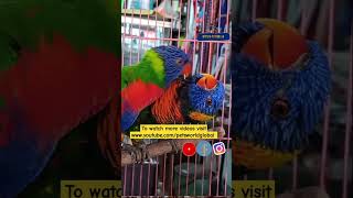 Lorikeet Breeding Pair shorts reels short pets  FAIR LAND AQUARIUM amp PETS  Call  9544495581 [upl. by Lirva681]