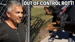 Best Tricks and Tips To Calm Down A Rottweiler  Cesar 911 Season 1 Ep 3  Part 1 [upl. by Holly-Anne697]