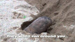 Wombat Digging at Australia Zoo [upl. by Zantos133]