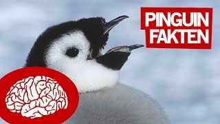 11 FAKTEN ÜBER PINGUINE  Unnützes Wissen [upl. by Garlinda29]